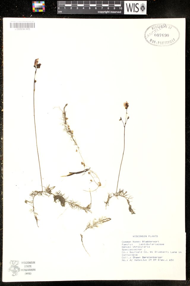 Utricularia minor