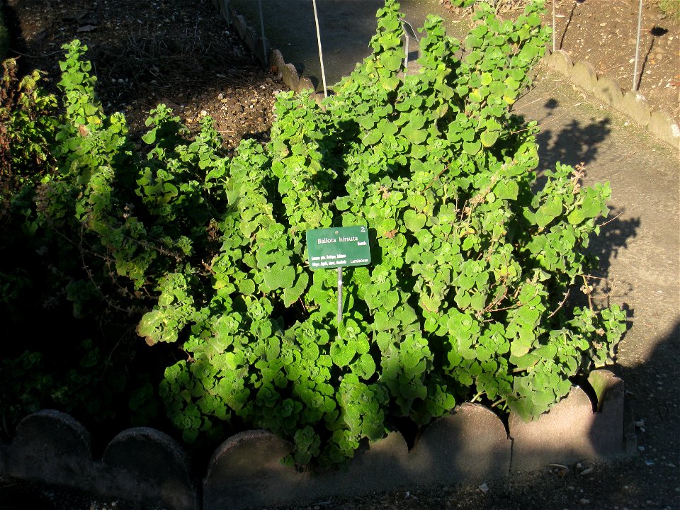 Ballota hirsuta in the Jardin des Plantes de Paris, Paris, France.