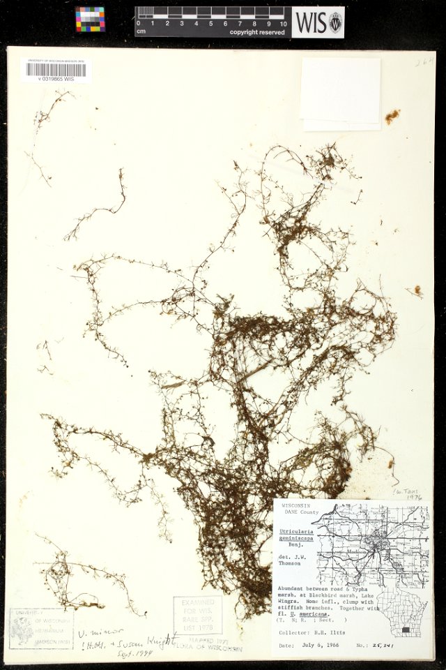 Utricularia minor