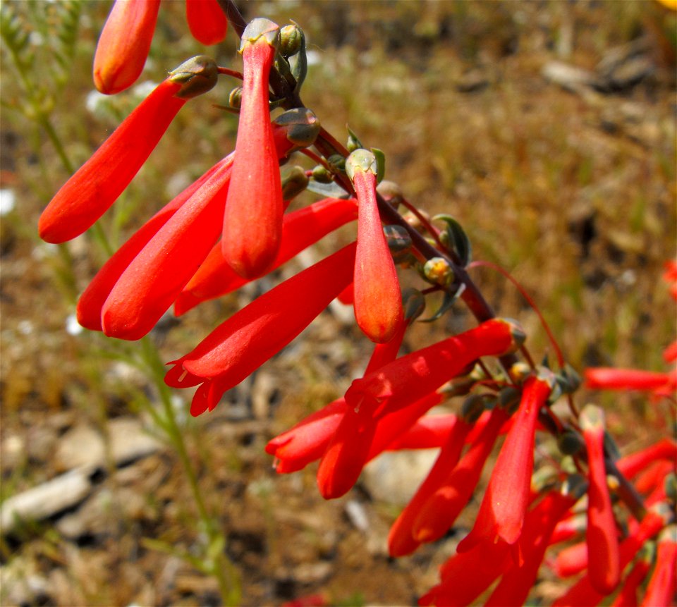 Penstemon centranthifolius at the Wild Animal Park, Escondido, California, USA. Identified by sign.