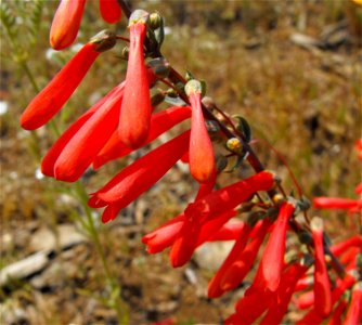 Penstemon centranthifolius at the Wild Animal Park, Escondido, California, USA. Identified by sign.