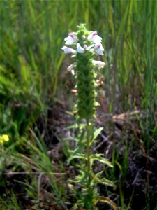 Bellardia trixago var. albiflora plant in Laguna de Caracuel, Campo de Calatrava, Spain