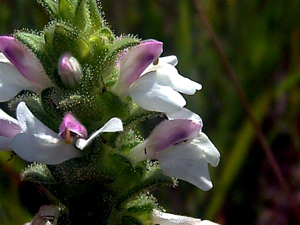 Bellardia trixago var. albiflora plant in Laguna de Caracuel, Campo de Calatrava, Spain