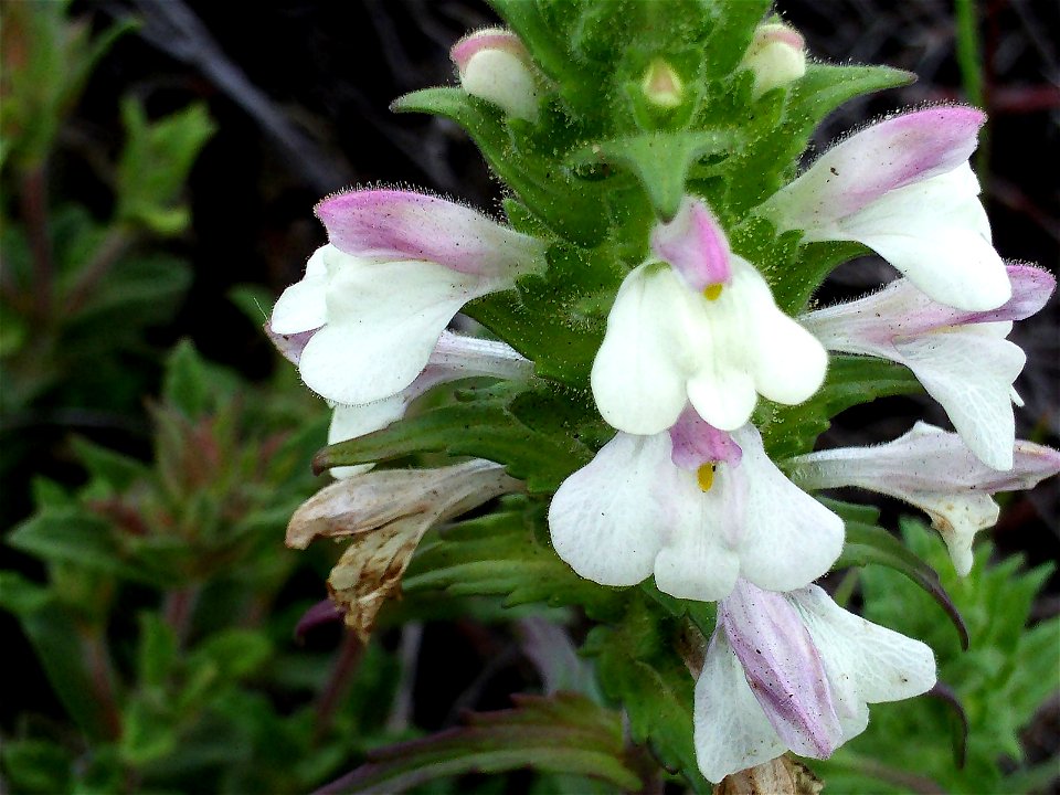 Bellardia trixago var. albiflora close up in Dehesa Boyal de Puertollano, Spain