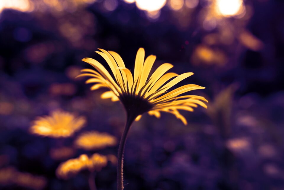 Perennial herb sunflower family