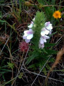 Bellardia trixago var. albiflora plant in Dehesa Boyal de Puertollano, Spain