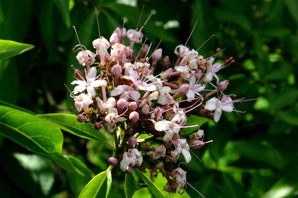Inflorescence of Tinderwood, garden subject in Honeydew, Johannesburg, South Africa