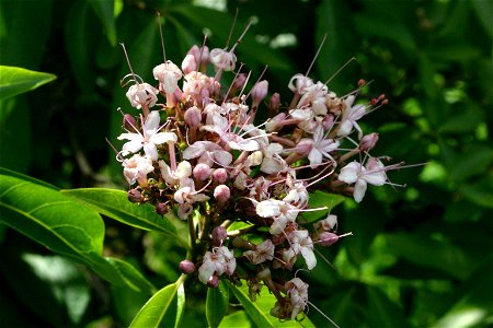 Inflorescence of Tinderwood, garden subject in Honeydew, Johannesburg, South Africa