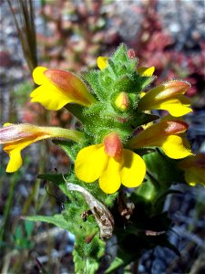 Bellardia trixago var. flaviflora close up in Dehesa Boyal de Puertollano, Spain photo