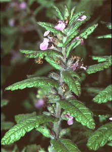 Teucrium scordium1 eF
