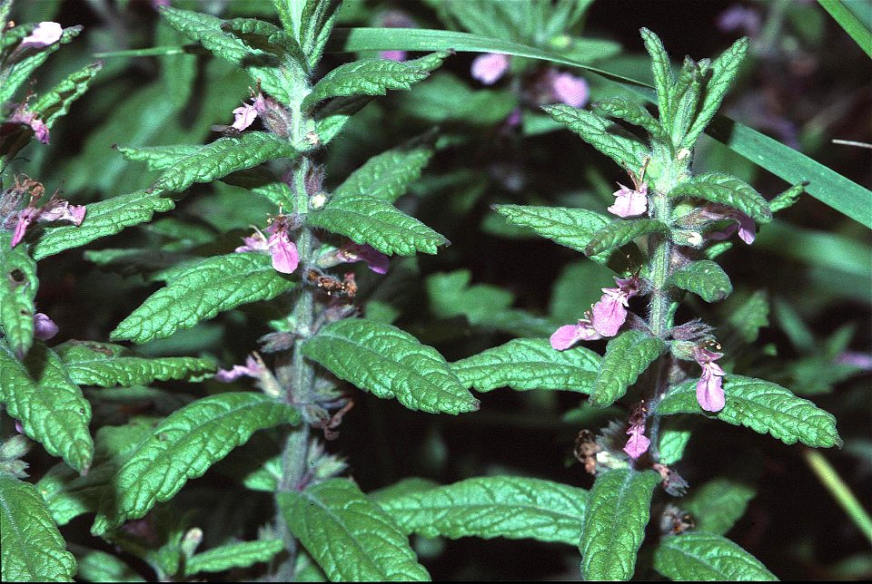 Teucrium scordium2 eF