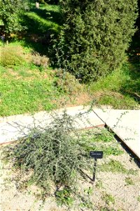 Botanical specimen in the Jardín Botánico de Barcelona - Barcelona, Spain. photo