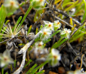 Plantago erecta — California plantain.
At Carmel Mountain Preserve, northern San Diego, California, U.S.