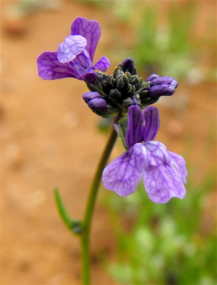 Nuttallanthus canadensis (syn: Linaria canadensis) — blue toadflax. 
On a highly disturbed path under construction along the edge of Carmel Mountain Preserve, northern San Diego, California, U.S.