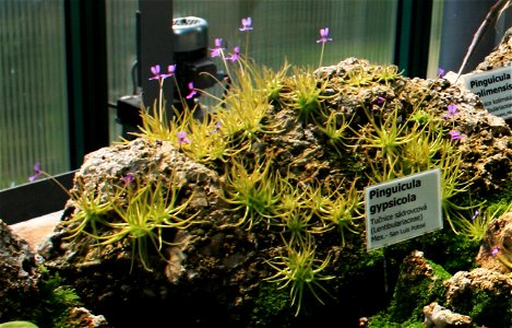 Plant Pinguicula gypsicola in Botanical Garden Liberec, Czech Republic