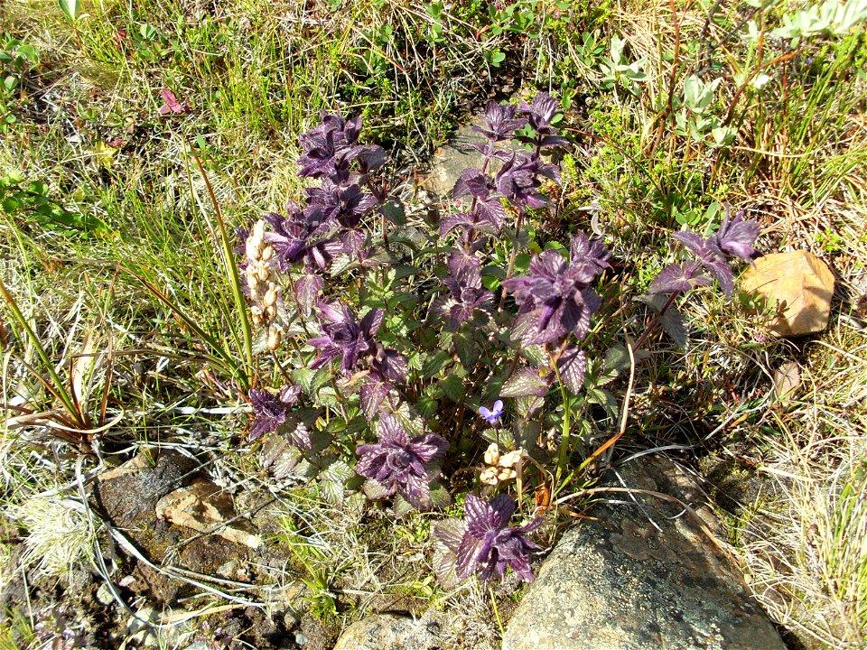 Bartsia alpina - photo is taken at the base of Mount Kebnekaise