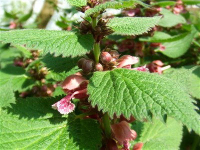 Lamium orvala, picture taken at the Botanische Tuin TU Delft in Delft, The Netherlands photo