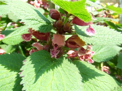 Lamium orvala, picture taken at the Botanische Tuin TU Delft in Delft, The Netherlands photo