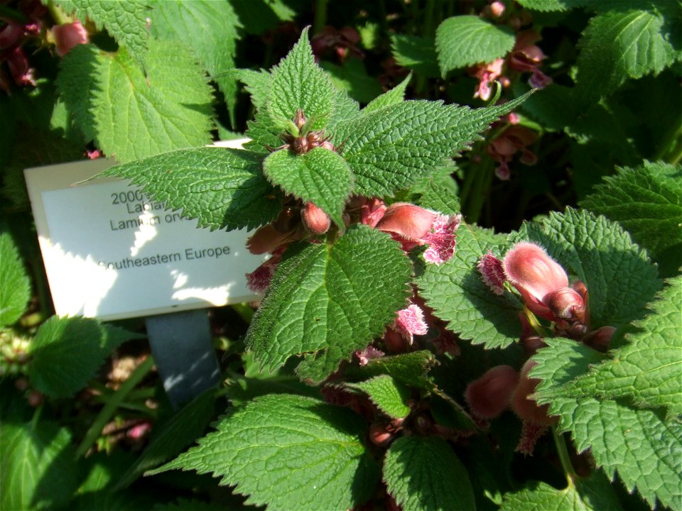 Lamium orvala, picture taken at the Botanische Tuin TU Delft in Delft, The Netherlands