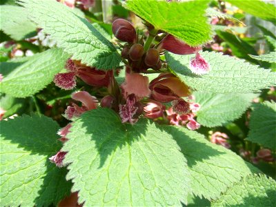 Lamium orvala, picture taken at the Botanische Tuin TU Delft in Delft, The Netherlands