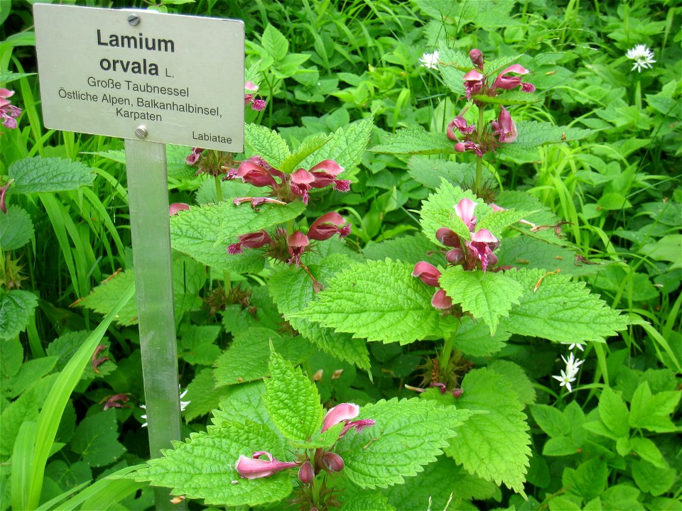 Lamium orvala specimen, in the Botanischer Garten, Berlin-Dahlem (Berlin Botanical Garden), Berlin, Germany.
