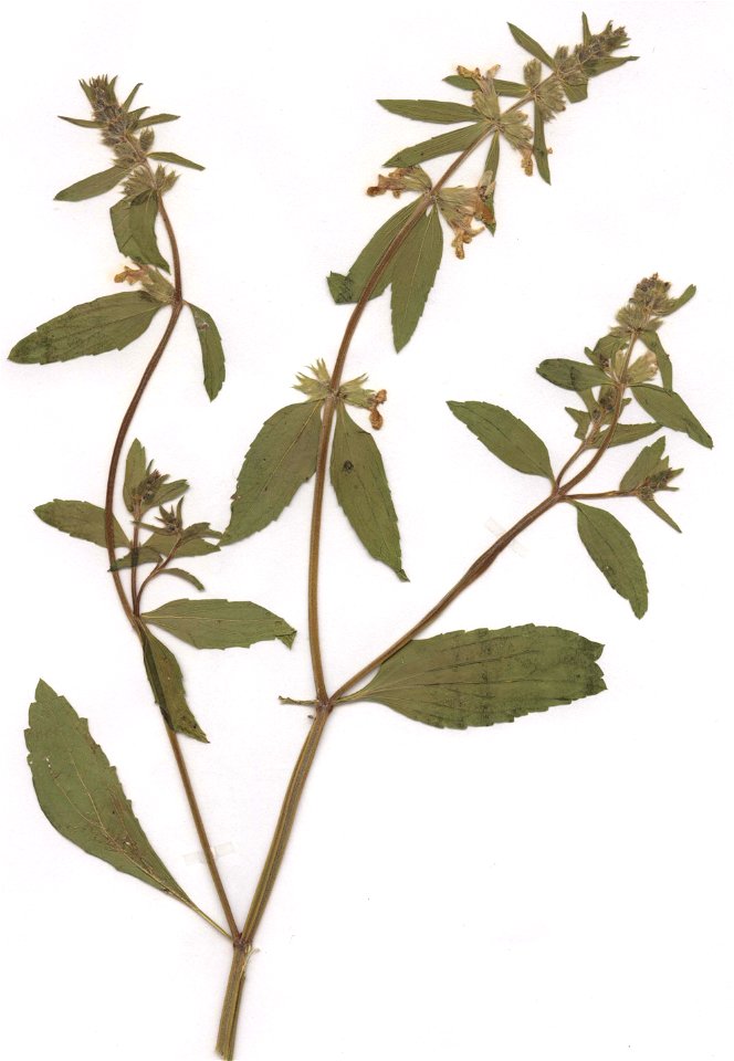 Stachys annua, eigener Herbarbeleg von 1989, Unterfranken