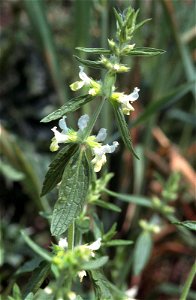 Stachys annua in Unterfranken