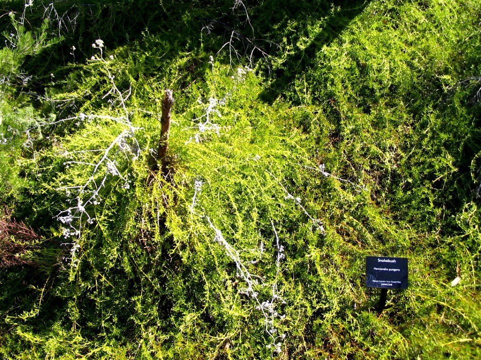 Snakebush (Hemiandra pungens) viewed from top in Kings Park, Perth, Australia.