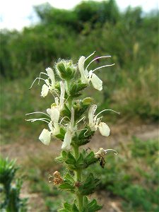 Salvia austriaca