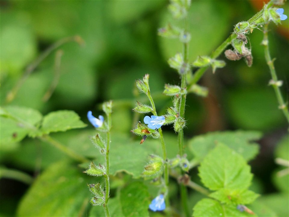 River Sage (Salvia misella). Species of plant.