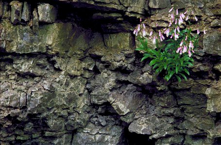 Image title: Hairy beardtongue purple and white flowers penstemon hirsutus
Image from Public domain images website, http://www.public-domain-image.com/full-image/flora-plants-public-domain-images-pict