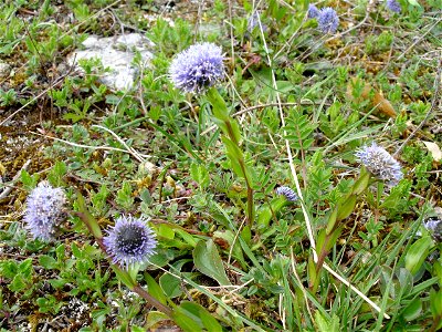 Globularia punctata au Fondry des Chiens à Nismes (Belgique).