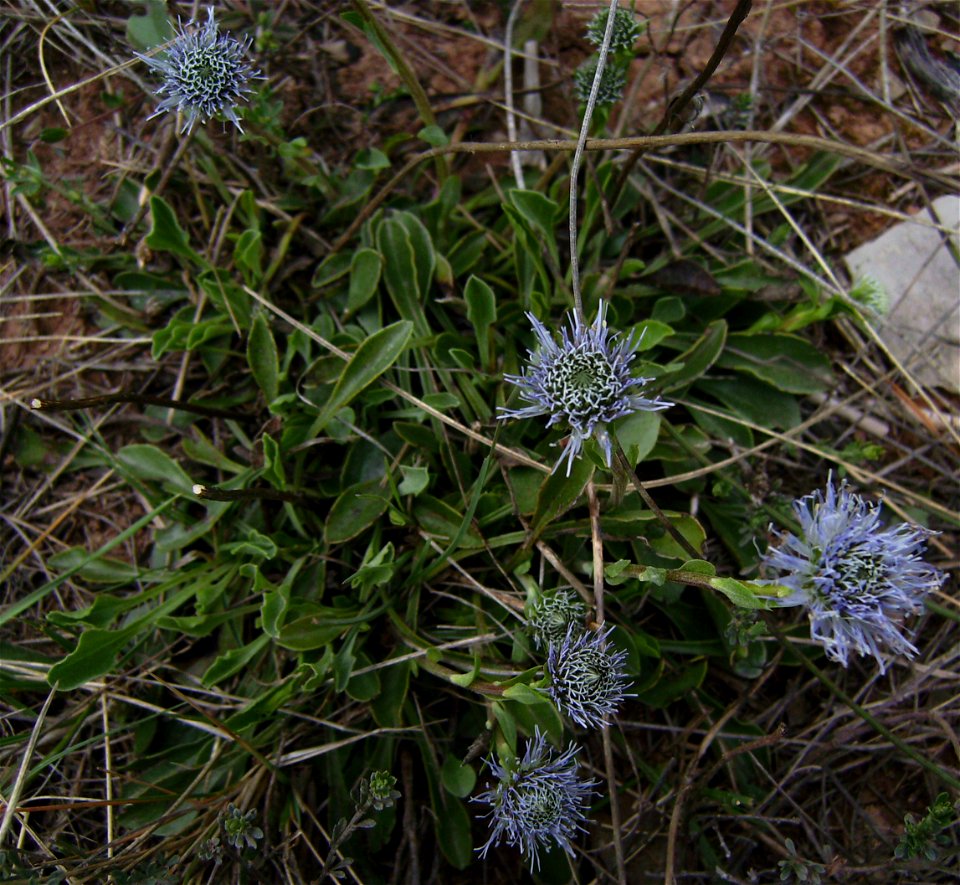Globularia vulgaris flowering, Castelltallat, Catalonia