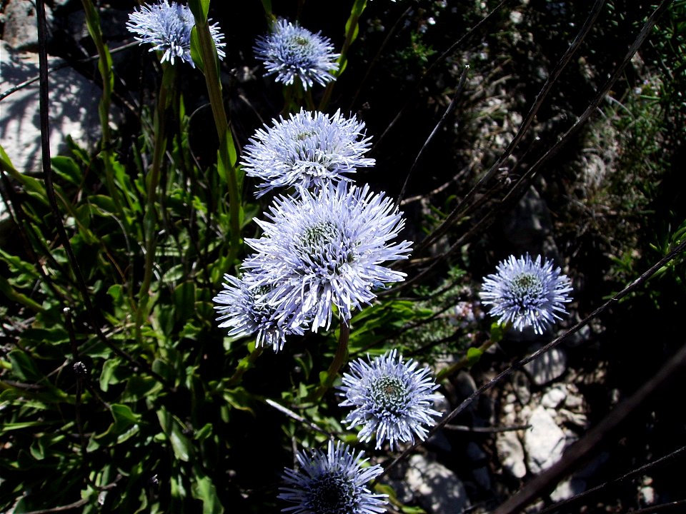 Globularia vulgaris in the wild Castelltallat Catalonia