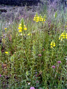 Parentucellia viscosa habitat, Sierra Madrona, Spain