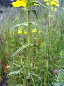 Parentucellia viscosa leaves, Sierra Madrona, Spain