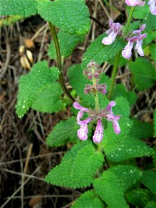 Stachys bullata, Natural Bridges State Beach, moist bluff at west end of beach, Santa Cruz County, California