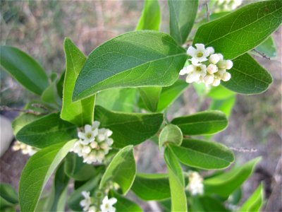 Flowers on a cultivated specimen of Citharexylum berlandieri. photo