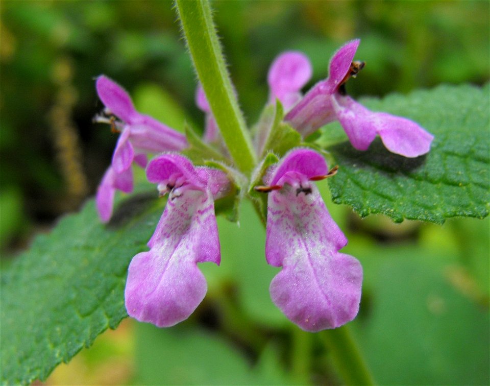 w:Stachys bullata 'Rocky Point' - at the Rancho Santa Ana Botanic Garden in Claremont, Southern California, U.S.
 Identified by garden i.d. sign.
