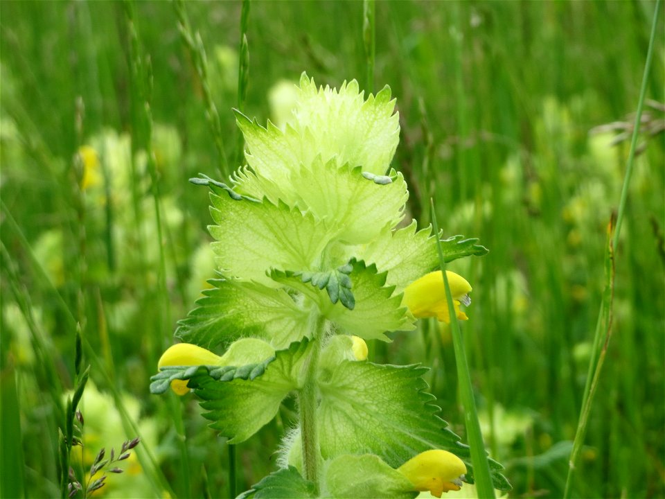 Zottiger Klappertopf (Rhinanthus alectorolophus) in den Horststückern im Landschaftsschutzgebiet Hockenheimer Rheinbogen