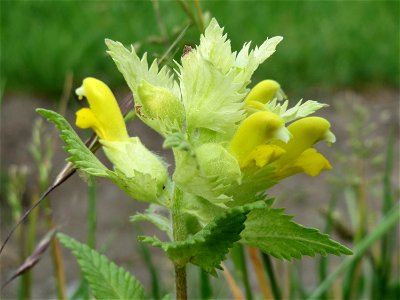 Zottiger Klappertopf (Rhinanthus alectorolophus) in den Horststückern im Landschaftsschutzgebiet Hockenheimer Rheinbogen