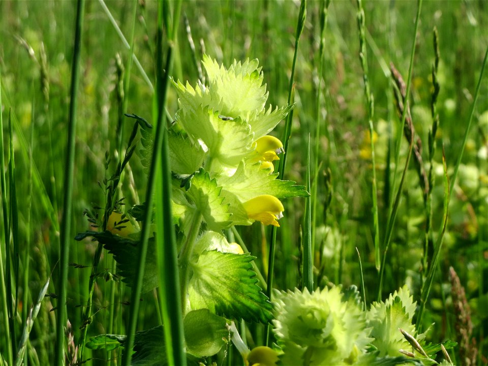 Zottiger Klappertopf (Rhinanthus alectorolophus) in den Horststückern im Landschaftsschutzgebiet Hockenheimer Rheinbogen