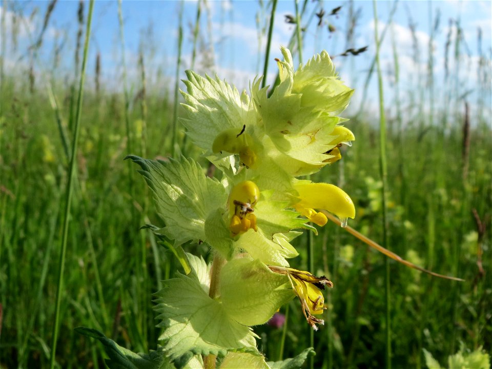 Zottiger Klappertopf (Rhinanthus alectorolophus) in den Horststückern im Landschaftsschutzgebiet Hockenheimer Rheinbogen