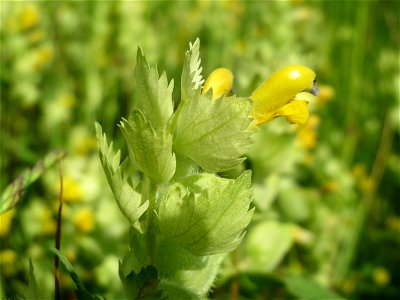 Zottiger Klappertopf (Rhinanthus alectorolophus) in den Horststückern im Landschaftsschutzgebiet Hockenheimer Rheinbogen