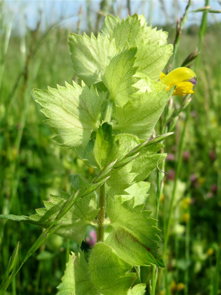Zottiger Klappertopf (Rhinanthus alectorolophus) in den Horststückern im Landschaftsschutzgebiet Hockenheimer Rheinbogen