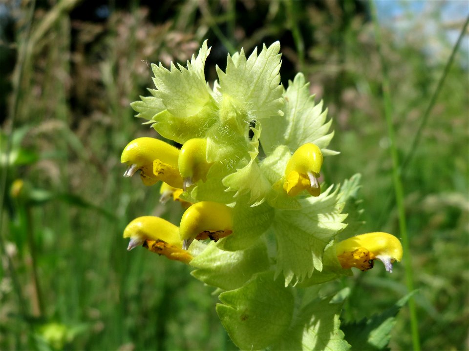 Zottiger Klappertopf (Rhinanthus alectorolophus) an der Saar in Saarbrücken