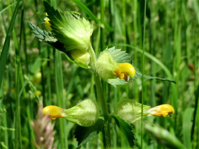 Zottiger Klappertopf (Rhinanthus alectorolophus) an der Saar in Saarbrücken