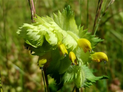 Zottiger Klappertopf (Rhinanthus alectorolophus) in den Horststückern im Landschaftsschutzgebiet Hockenheimer Rheinbogen