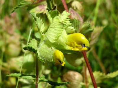 Zottiger Klappertopf (Rhinanthus alectorolophus) in den Horststückern im Landschaftsschutzgebiet Hockenheimer Rheinbogen