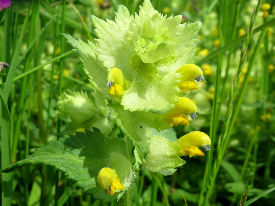 Zottiger Klappertopf (Rhinanthus alectorolophus) in den Horststückern im Landschaftsschutzgebiet „Hockenheimer Rheinbogen“